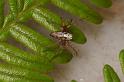 Oxyopes_variabilis_D7789_Z_88_North Stradbroke island_Australie
